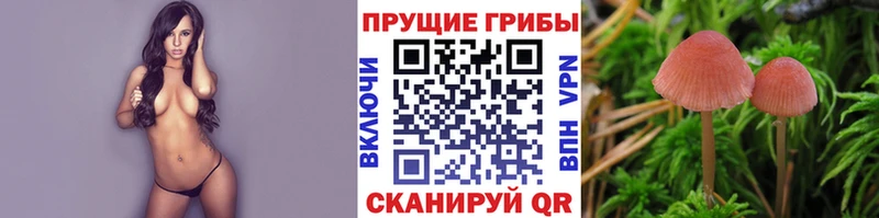 kraken маркетплейс  Староминская  Галлюциногенные грибы Magic Shrooms  закладки 